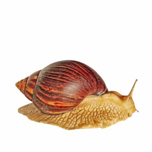 Frozen Snail Medium – 3/5 In A Pouch (No Shell & Clean)