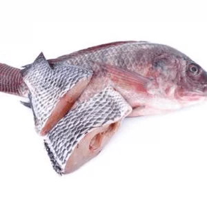 Frozen Tilapia